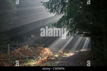 Sonnenlicht durch Morgennebel in einem Peckforton Wald, Cheshire Stockfoto