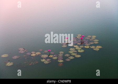 Seerosenteich, Kambodscha Stockfoto