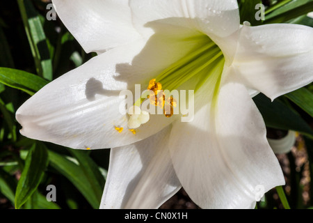 Osterlilie, Lilium longiflorum, in Bellingrath Gardens, Alabama, im frühen Frühjahr. Stockfoto