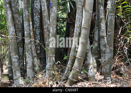 Bambus-Pflanzen Stockfoto