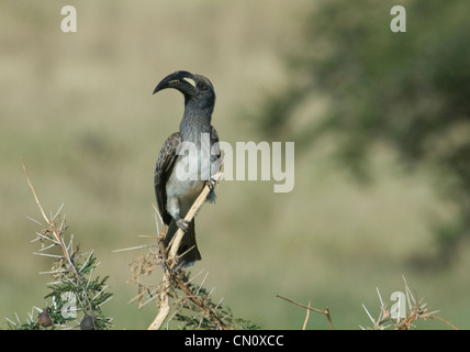 Afrikanische Grau Hornbill thront auf Zweig Stockfoto