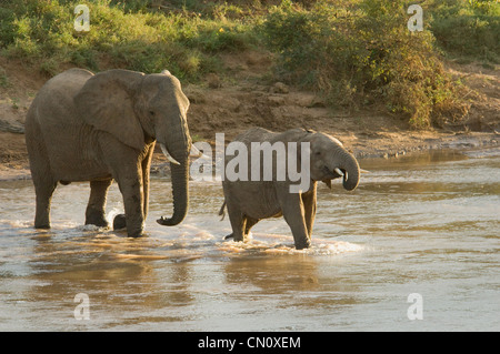 Elefanten überqueren Uaso Nyiro River (Loxodonta Africana) Stockfoto