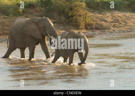 Elefanten überqueren Uaso Nyiro River (Loxodonta Africana) Stockfoto