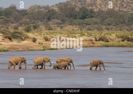Elefanten überqueren Uaso Nyiro River (Loxodonta Africana) Stockfoto