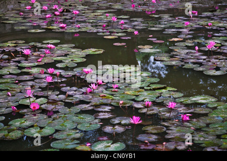 Seerosenteich, Hanoi, Vietnam Stockfoto