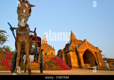 Pferd und Wagen warten außerhalb Sulamani Pahto, Bagan, Myanmar Stockfoto