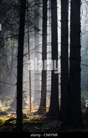 Ersten Sonnenstrahlen in einem Märchenwald. Stockfoto