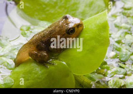 Jungen Frosch auf dem Blatt einer Wasserpflanze Stockfoto