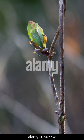 Entfaltenden Blätter von Geißblatt im Frühjahr Stockfoto