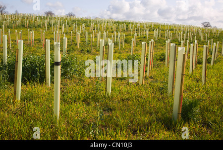 Neu gepflanzte Feld der Bäume in Kunststoff Schutzrohre, Suffolk, England, UK Stockfoto