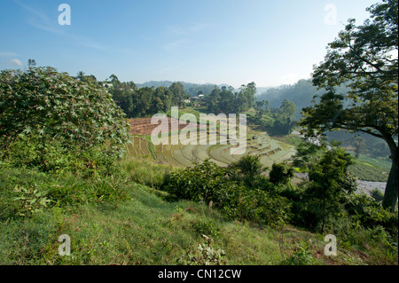 Grüne Reisterrassen an einem Berghang, umgeben von Dschungel und Bäume in Nuwara Eliya Sri Lanka Stockfoto