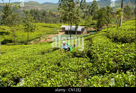 Tamilische Frau Tea plucker am Arbeitsplatz Nuwara Eliya Sri Lanka Stockfoto