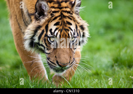 Bengal Tiger - Panthera Tigris - stalking Stockfoto