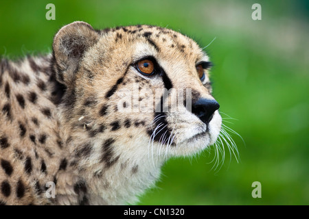 Cheetah - Acinonyx jubatus Stockfoto