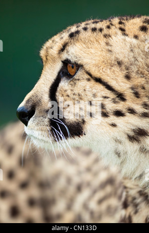 Cheetah - Acinonyx jubatus Stockfoto