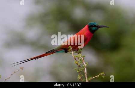 Nördlichen Carmine Bienenfresser (Merops Nubicus) im Murchison Falls National Park, Uganda Stockfoto