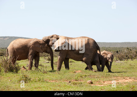 Zwei Elefanten, die Zuneigung mit einem kleinen Baby-Elefanten an ihrer Seite in Addo Elephant National Park, Südafrika Stockfoto