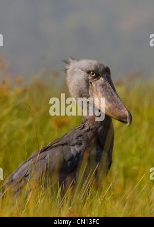 Schuhschnabel Storch (Balanaeceps Rex) an Mabamba Sumpf, Uganda Stockfoto