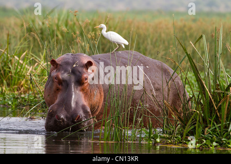 Flusspferd (Hippopotamus Amphibius) mit Kuhreiher (Bubulcus Ibis) im River Nile, Uganda Stockfoto