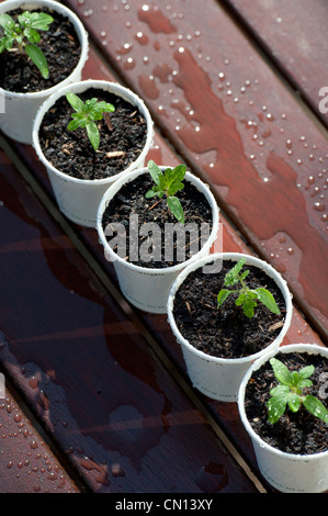 Tomaten-Setzlinge in biologisch abbaubaren Töpfen mit einer Gießkanne Samen Bewässerung Stockfoto
