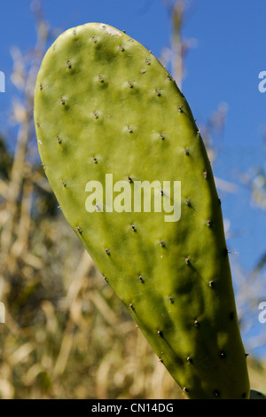 Eine Nahaufnahme Bild der Kaktus-Filiale an der Costa Brava Stockfoto