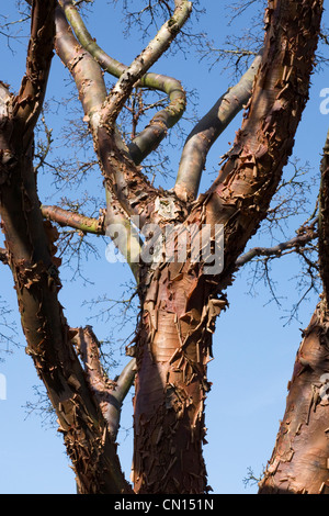 Acer Griseum. Leichte Ahorn vor dem Hintergrund des blauen Himmels. Stockfoto