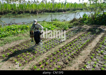 Der Bauer seinen Gemüsegarten bewässern. Ihr Saing Kone Dorf in der Nähe von Labutta. Irrawaddy-Delta. Myanmar. Stockfoto