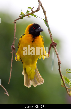 Schwarz Spitze Weaver (aka Dorf Weaver, Spotted-backed Weaver) (Ploceus Cucullatus) Stockfoto