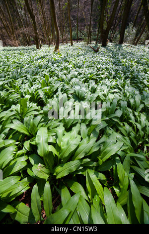 Teppich aus Bärlauch (Allium Ursinum) AKA Bärlauch verlässt, kurz bevor sie blühen Stockfoto