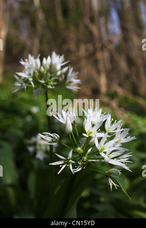 Wilder Knoblauch (Allium Ursinum) AKA Bärlauch zu blühen beginnen Stockfoto