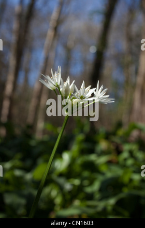 Wilder Knoblauch (Allium Ursinum) AKA Bärlauch zu blühen beginnen Stockfoto