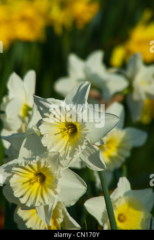 Weiße Narzissen im Frühling Stockfoto