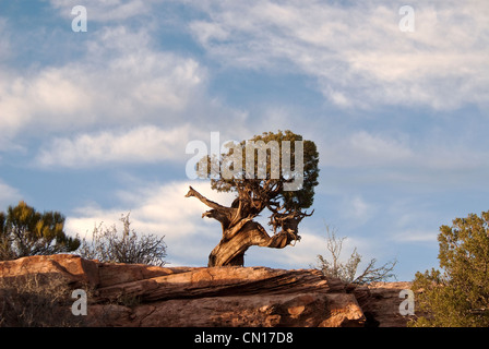 Utah-Wacholder-Juniperus Osteosperma Dead Horse Point State Park Utah USA Stockfoto