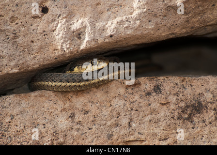 Western terrestrischen Garter Snake Thamnophis Elegans Monte Vista National Wildlife Refuge Colorado USA Stockfoto