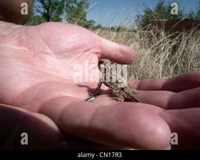 Texas-Krötenechsen Phrynosoma Cornutum Potter County Texas USA Stockfoto