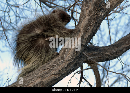 North American Porcupine Erethizon Dorsatum Monte Vista National Wildlife Refuge Colorado USA Stockfoto