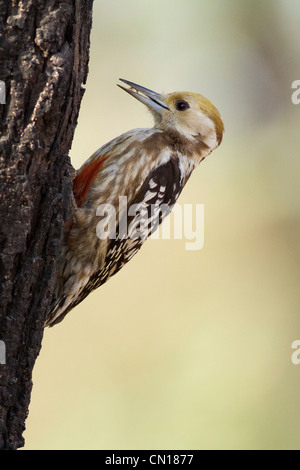 Weibliche Gelbkronspecht (Dendrocopos mahrattensis) im Thol Bird Sanctuary, Gujarat, Indien Stockfoto