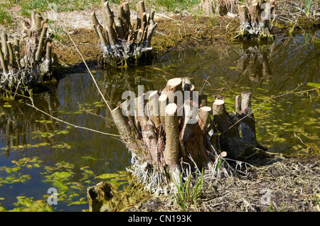 Rundschnitt Ziege Weiden oder Ziege fahl (Salix Caprea) Bäume, Winnall Moors Naturschutzgebiet. Fluss Itchen Aue, Winchester. Stockfoto