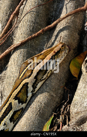 Burmesischen Python, Python aus Bivittatus, Florida Stockfoto