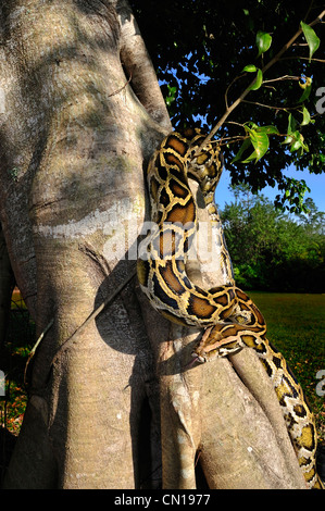 Burmesischen Python, Python aus Bivittatus, Florida Stockfoto