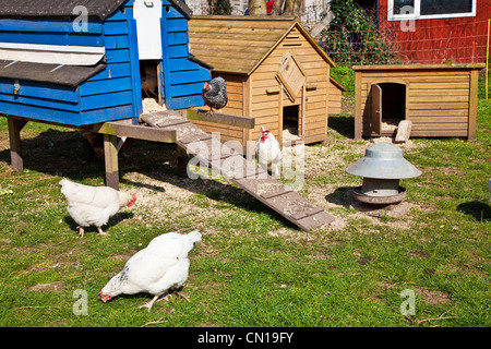 Freilaufenden Hühner picken um ihre Hen Coops auf einem Gehöft in Wiltshire, England, UK Stockfoto