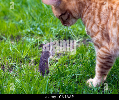 Katz und Maus Stockfoto