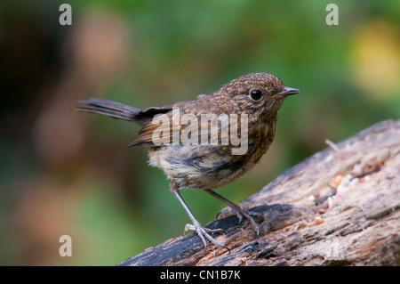 Robin Erithacus Rubecula Küken Nähe Porträt, Garten in Sussex, UK Stockfoto
