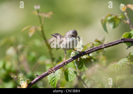 Whitethroat Sylvia Communis Wiedereinstieg in den Schachteln mit Schnabel voller Insekten und Raupen Dungeness RSPB, Kent, UK Stockfoto