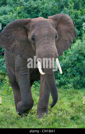 Elefanten im Dschungel, Aberdare Nationalpark, Kenia Stockfoto