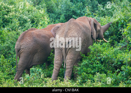 Elefanten im Dschungel, Aberdare Nationalpark, Kenia Stockfoto