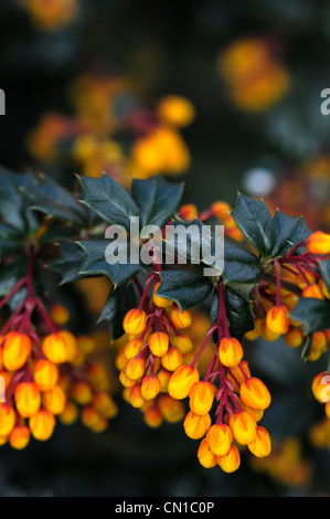 Berberis Darwinii orange Beere Beeren immergrüne Sträucher Blumen Blüten Pflanzen Porträts Berberitze stachelige Stockfoto