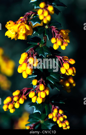 Berberis Darwinii orange Beere Beeren immergrüne Sträucher Blumen Blüten Pflanzen Porträts Berberitze stachelige Stockfoto