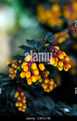 Berberis Darwinii orange Beere Beeren immergrüne Sträucher Blumen Blüten Pflanzen Porträts Berberitze stachelige Stockfoto