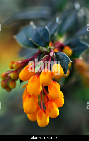 Berberis Darwinii orange Beere Beeren immergrüne Sträucher Blumen Blüten Pflanzen Porträts Berberitze stachelige Stockfoto